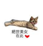 Cat Tang tang（個別スタンプ：16）