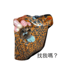 Cat Tang tang（個別スタンプ：17）