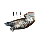 Cat Tang tang（個別スタンプ：18）