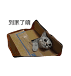 Cat Tang tang（個別スタンプ：20）
