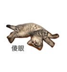 Cat Tang tang（個別スタンプ：24）