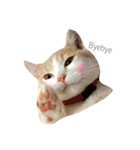 Milk_cat（個別スタンプ：1）