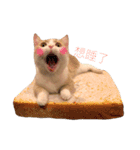 Milk_cat（個別スタンプ：2）
