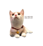 Milk_cat（個別スタンプ：3）
