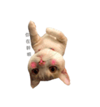 Milk_cat（個別スタンプ：4）