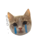 Milk_cat（個別スタンプ：5）