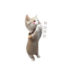 Milk_cat（個別スタンプ：6）