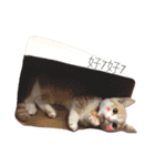Milk_cat（個別スタンプ：8）