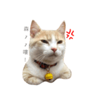 Milk_cat（個別スタンプ：11）