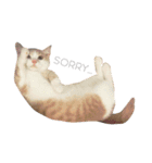 Milk_cat（個別スタンプ：13）