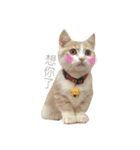 Milk_cat（個別スタンプ：14）