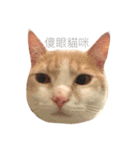Milk_cat（個別スタンプ：16）