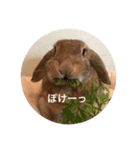 きなこの日常スタンプ（個別スタンプ：1）