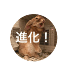 きなこの日常スタンプ（個別スタンプ：2）
