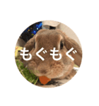 きなこの日常スタンプ（個別スタンプ：5）