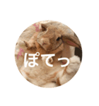 きなこの日常スタンプ（個別スタンプ：6）