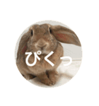 きなこの日常スタンプ（個別スタンプ：7）