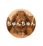 きなこの日常スタンプ（個別スタンプ：9）