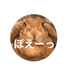 きなこの日常スタンプ（個別スタンプ：10）