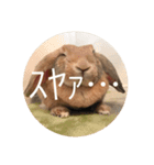 きなこの日常スタンプ（個別スタンプ：12）