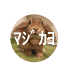 きなこの日常スタンプ（個別スタンプ：16）
