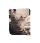 MaoPai vol.1（個別スタンプ：6）