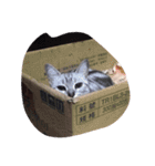 MaoPai vol.1（個別スタンプ：15）