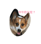 The Two Corgis（個別スタンプ：3）