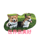 The Two Corgis（個別スタンプ：6）