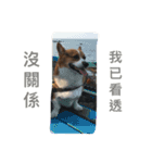 The Two Corgis（個別スタンプ：11）