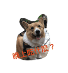 The Two Corgis（個別スタンプ：12）