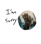 ugly cats life4.1（個別スタンプ：2）