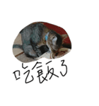 ugly cats life4.1（個別スタンプ：3）