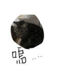 ugly cats life4.1（個別スタンプ：4）