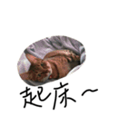 ugly cats life4.1（個別スタンプ：7）