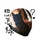 ugly cats life4.1（個別スタンプ：10）