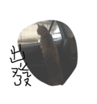 ugly cats life4.1（個別スタンプ：12）