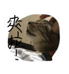 ugly cats life4.1（個別スタンプ：13）