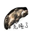 ugly cats life4.1（個別スタンプ：15）