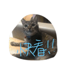 ugly cats life4.1（個別スタンプ：16）