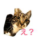 ちょろの日常（個別スタンプ：1）