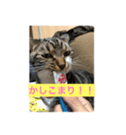 ちょろの日常（個別スタンプ：3）