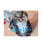 ちょろの日常（個別スタンプ：4）