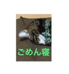 ちょろの日常（個別スタンプ：5）