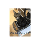 ちょろの日常（個別スタンプ：8）