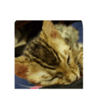 catword（個別スタンプ：1）
