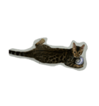 catword（個別スタンプ：4）