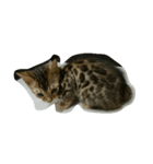 catword（個別スタンプ：5）