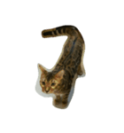 catword（個別スタンプ：6）