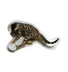 catword（個別スタンプ：8）